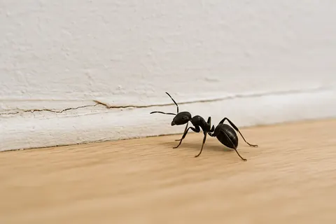 Black ant on a wooden floor beside a cracked skirting board