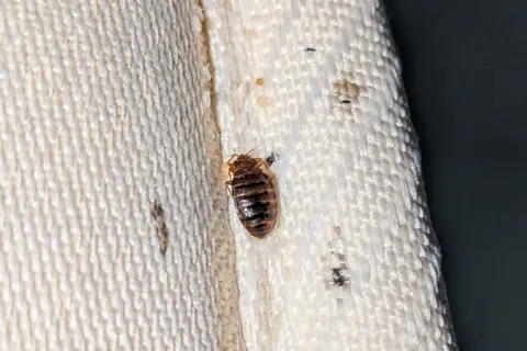Bed bug and dark spotting along a mattress seam