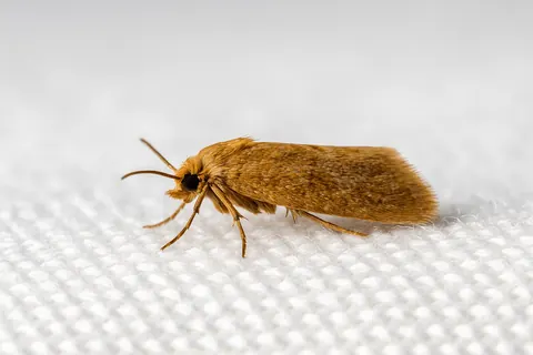 Clothes moth on white woven fabric