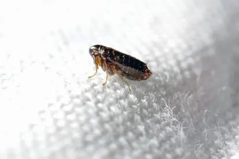 Single flea on pale woven fabric